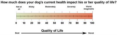 Development and Evaluation of a Caregiver Reported Quality of Life Assessment Instrument in Dogs With Intracranial Disease